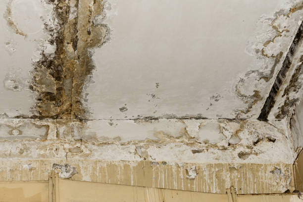 Mold Documentation for Insurance Claims in Hooker, OK